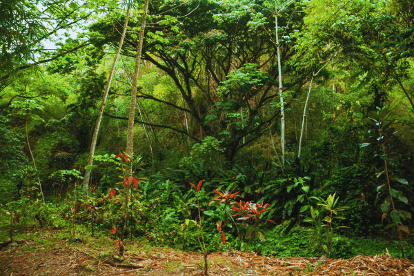 Outdoor Adventures in Trinidad and Tobago: Hiking & Snorkeling